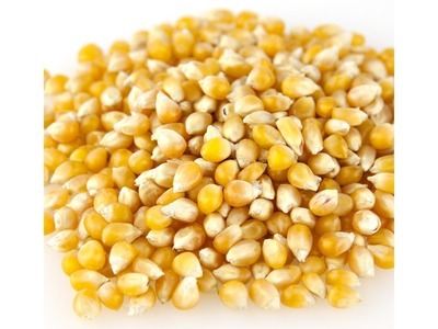 Medium Yellow Popcorn 50lb