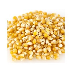 Medium Yellow Popcorn 50lb