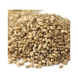 Organic Bronze Chief Kernels 50lb