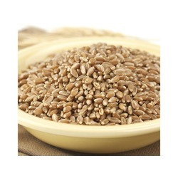 Bronze Chief Kernels 50lb